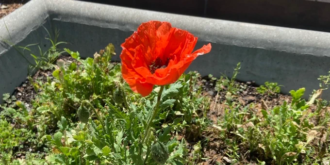 Bright red poppy flower blooming alone in a concrete planter box filled with green foliage and soil.