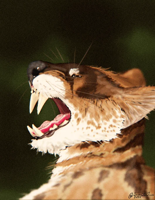 during the morning, a Yoshi wakes and starts to yawn

Yoshi is a genus of sabre-tooth cat named after Nikolai Spassov's (one of two coauthors that described the genus) cat of the same name from potentially across Late Miocene, Eurasia. it appeared similar to a small big cat of today, but had large canines that would've most likely been covered by lips when its mouth was closed