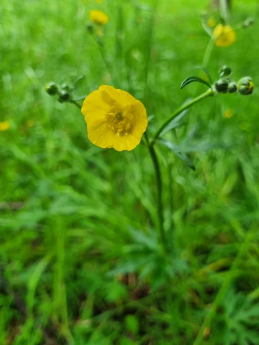 Brilliant yellow flowers against green leaves and grass.
