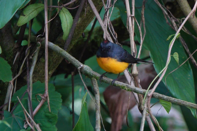 Slate-throated Whitestart