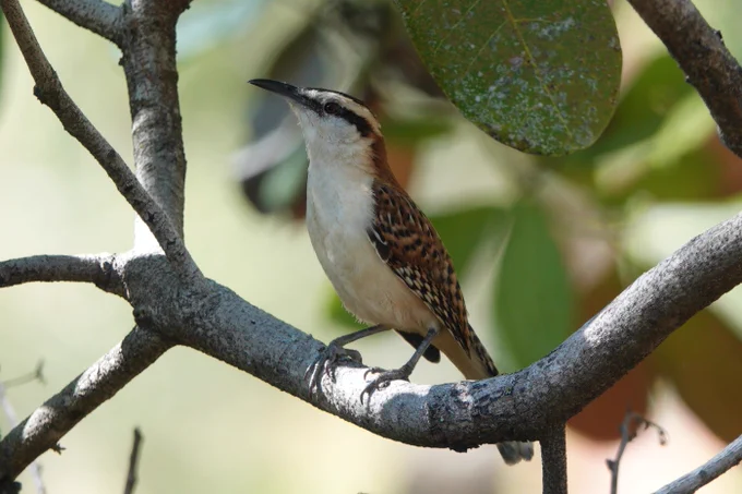 Rufous-backed Wren