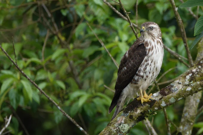 Broad-winged Hawk
