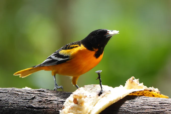 Baltimore Oriole