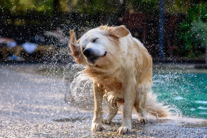 Wet dog shaking water of its coat after having a swim in a pool.
