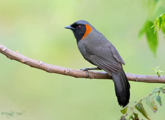Rufous-necked Laughingthrush by Debojit Deb