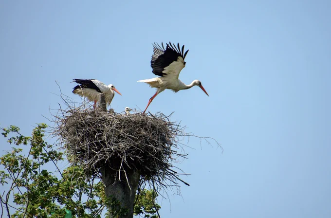 stork flying from nest leaving chicks behind