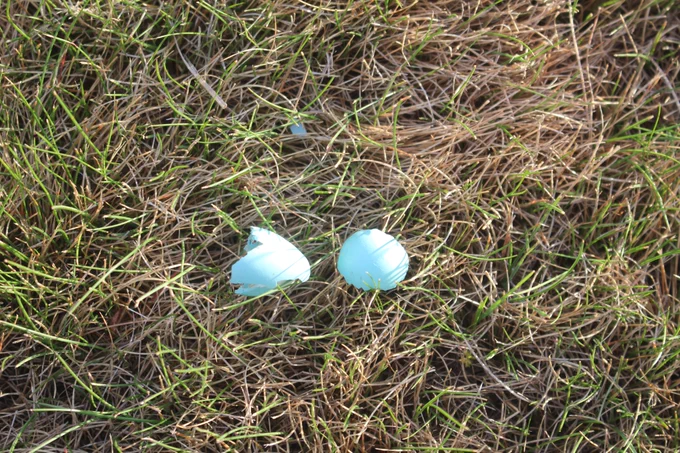Robin egg shell