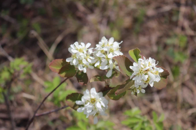 Saskatoon flowers