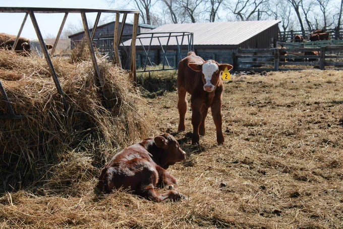 Two brown calves are in a farmyard, with one standing and the other resting on hay. The scene is calm and rural.