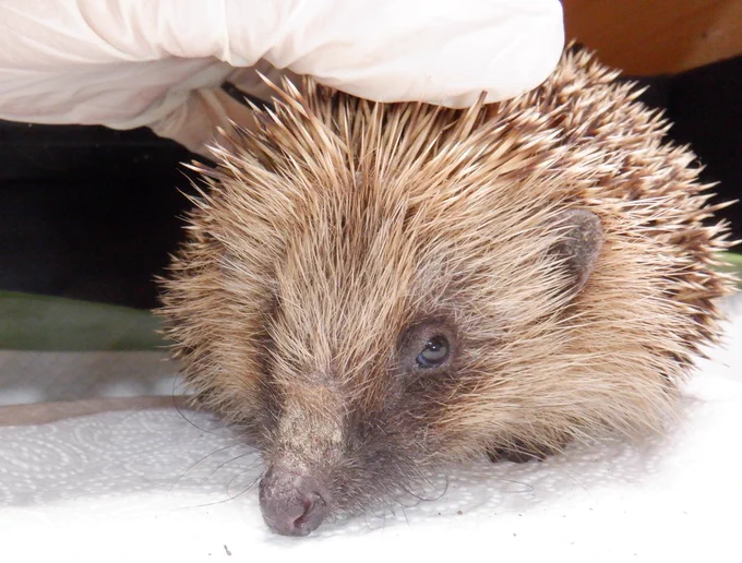 Merlin, a patient in treatment at Hedgehog Cabin, the multi award winning hedgehog hospital.