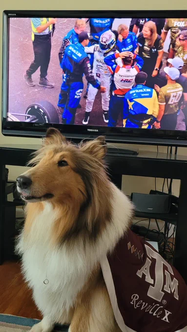 A close up of Reveille X sitting in front of a tv with the Indy 500 winner on screen.