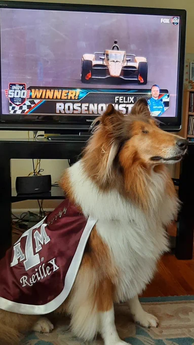 Reveille X sitting in front of a tv with the Indy 500 winner on screen.