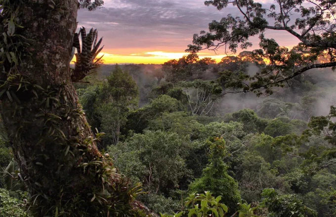 Yasuní National Park with the sun just under the horizon. Image courtesy of Flickr user sara y tzunki