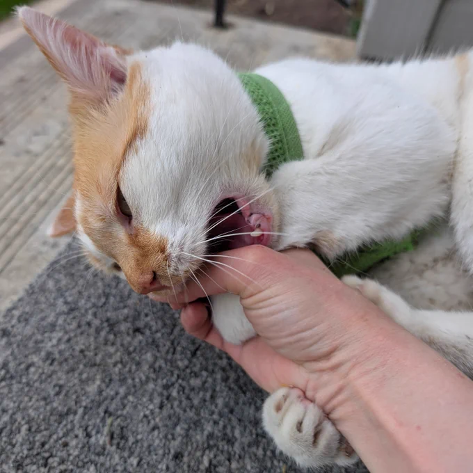 Cheddar holds onto his mama's hand with his paws while bunny kicking and biting.