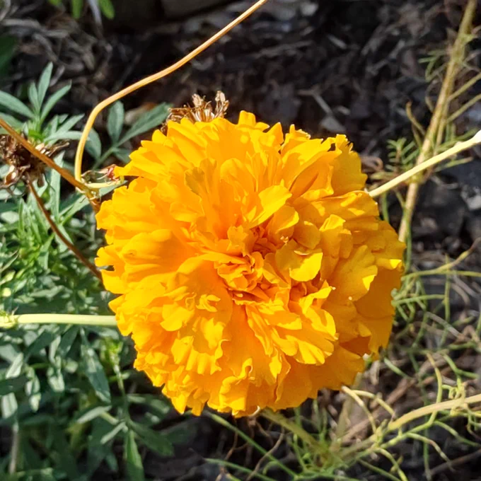 A bright marigold flower sits in a field of green leaves.