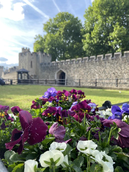 A vibrant display of purple, white, and magenta flowers in the foreground with the Tower of London visible in the background against a blue sky. Lush green trees border the historic stone structure.