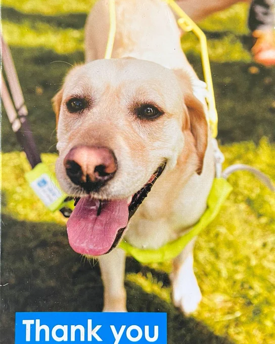 Image is of the face of a yellow Labrador Guide Dog