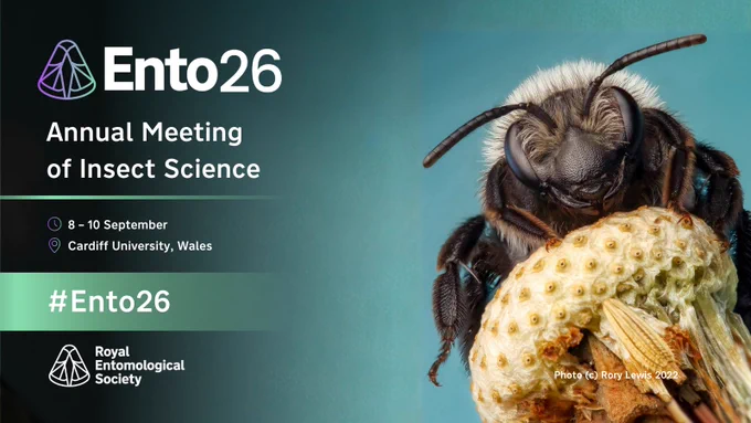 Close-up of an ashy mining bee, promoting the Ento26 Annual Meeting of Insect Science at Cardiff University.