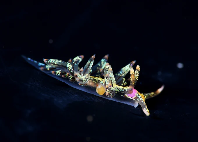 Hachijojima, concolor, nitrox, Eubranchus inabai, nudibranch, macro photography, scubadiving