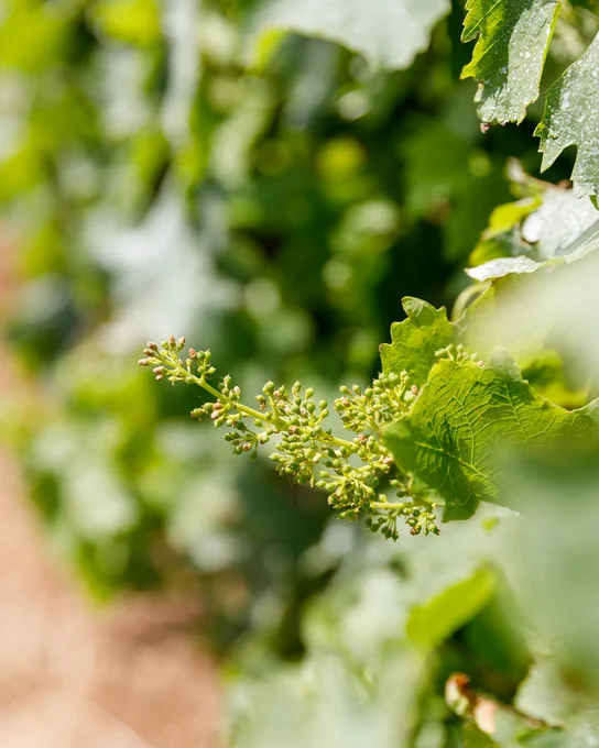 Close-up of green grapevine leaves and young grape clusters in a vineyard, sunlit foliage representing Marchesi Frescobaldi wine estate viticulture in Tuscany on Gorgona Island.