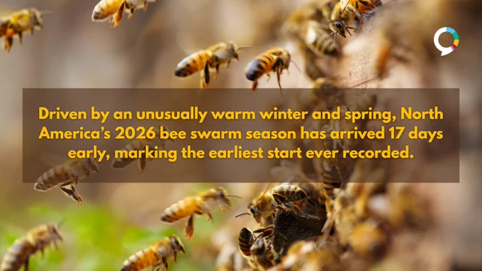 An image of honey bees near a hive with a yellow colored text overlay that reads: “Driven by an unusually warm winter and spring, North America’s 2026 bee swarm season has arrived 17 days early, marking the earliest start ever recorded.”