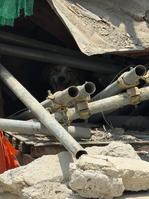 A MIRACLE FROM THE RUBBLE 🐶✨

LOOK: Rescuers got a much-needed boost of morale after they rescued a dog from the rubble of the collapsed building in Brgy. Balibago, Angeles City, Pampanga.

Authorities spotted the dog emerging from the debris and was quickly rescued and taken to the Angeles City Veterinary Office for a checkup. 

Rescue operations are still underway as 17 people remain missing and four are confirmed dead, according to a 10:30 a.m. update from the BFP. | 📸: Angeles City Information Office; BFP Central Luzon

Visit inquirer.net for more stories and updates.

