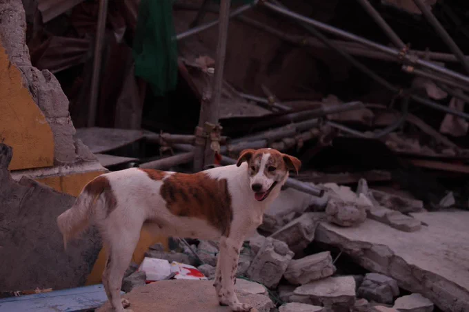 A MIRACLE FROM THE RUBBLE 🐶✨

LOOK: Rescuers got a much-needed boost of morale after they rescued a dog from the rubble of the collapsed building in Brgy. Balibago, Angeles City, Pampanga.

Authorities spotted the dog emerging from the debris and was quickly rescued and taken to the Angeles City Veterinary Office for a checkup. 

Rescue operations are still underway as 17 people remain missing and four are confirmed dead, according to a 10:30 a.m. update from the BFP. | 📸: Angeles City Information Office; BFP Central Luzon

Visit inquirer.net for more stories and updates.

