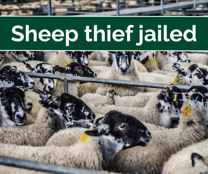 Photo of sheep at a livestock market.