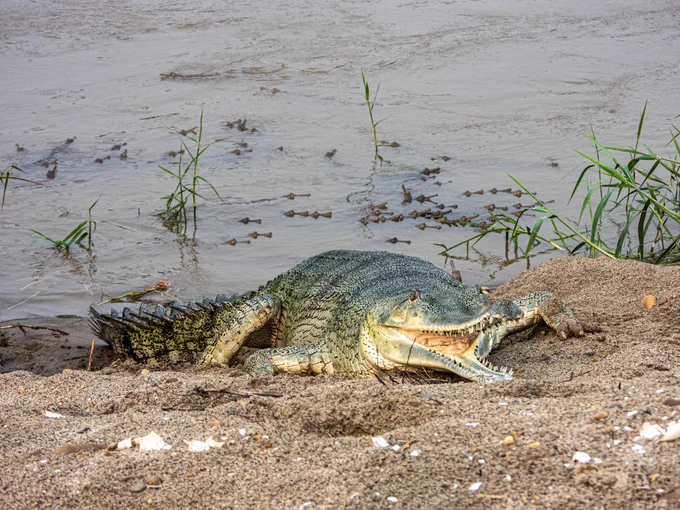 Indian Gharial basking on the bank next to the river, where baby gharial have hatched and are sticking close to the adult in the water.