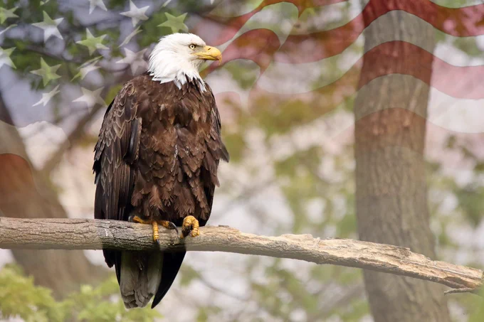 Majestic bald eagle perched on a branch with a softly blurred American flag overlay in the background.