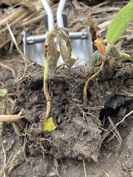 Soybean seedlings dug from the ground and showing rot.