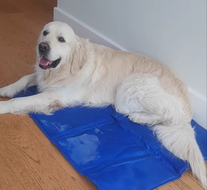 Ralph the golden retriever lying on a blue chill mat