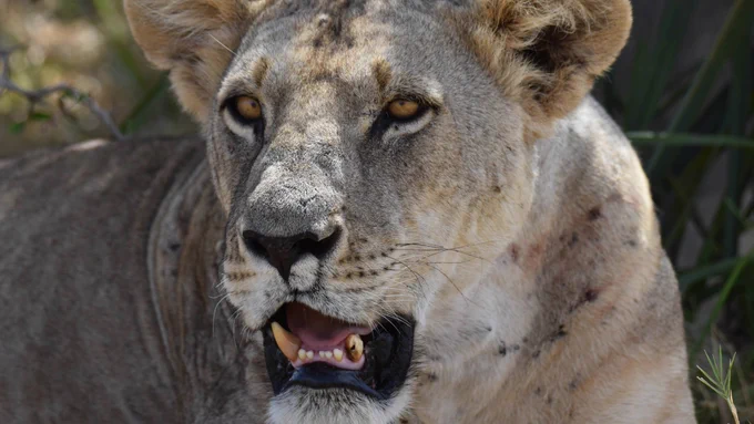 Liz the lioness with her scar.