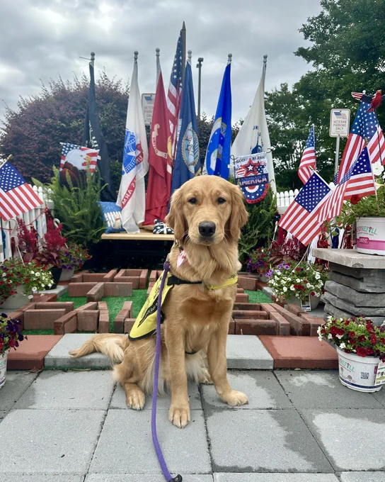 VD:
A golden retriever wearing a yellow guide dog in training vest sits calmly in front of a patriotic memorial display. Behind the dog are several American and military flags, along with red, white, and blue decorations and flowers.