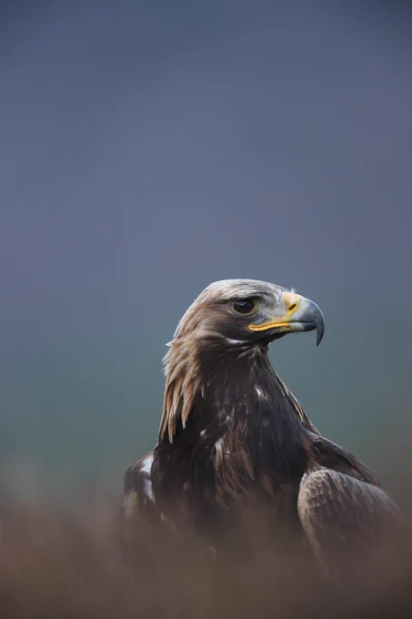 Image of a golden eagle