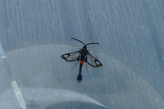 Red Belted clearwing 