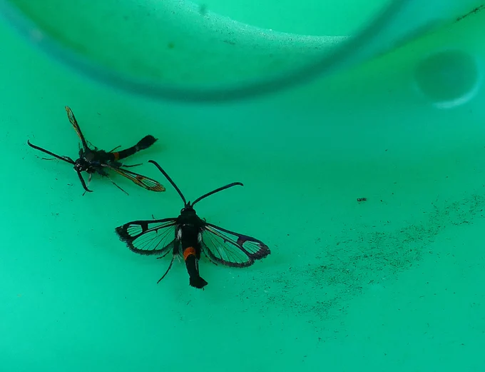 Red Belted Clearwing 