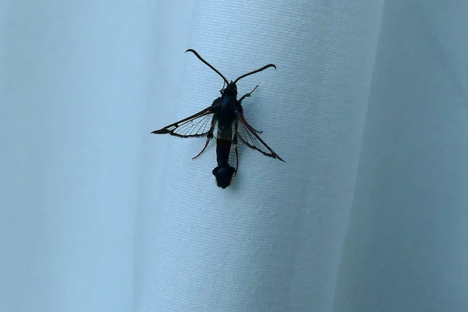Red Tipped Clearwing  Kent.