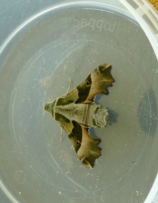 Willowherb Hawk-moth (Kent).