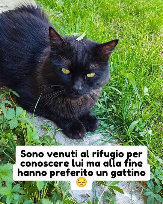gatto gatta gatti micio micia mici gattino gattina gattini adottare adozione adotta affidamento affidare animale animali animalista animalisti felino felini volontario volontariato sfortunato bisognoso randagio randagi randagismo strada gattile rifugio