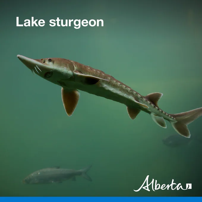 image depicts a lake sturgeon swimming through a blue-green lake. Text reads Lake sturgeon with the white Alberta logo in the bottom right corner.