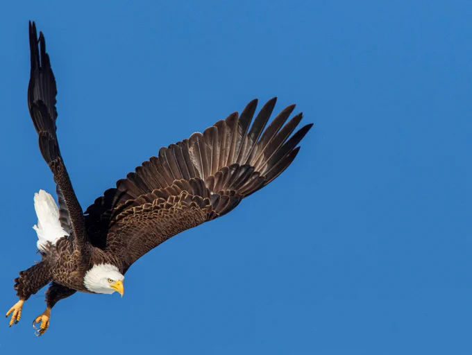 A bald eagle in flight against a clear blue sky.