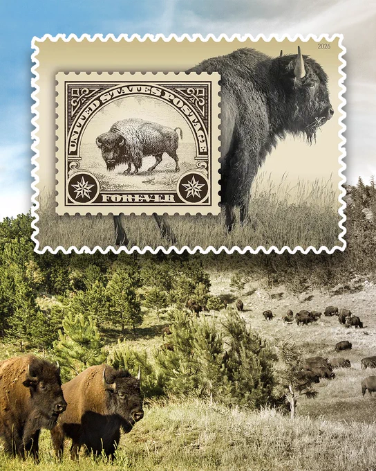 A photo of an American bison herd in the black hills behind the American Bison stamp