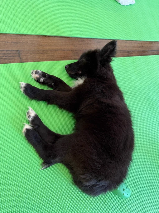 Puppy on a green yoga mat