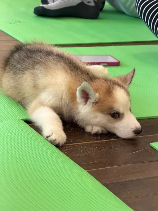 Puppy on a green yoga mat