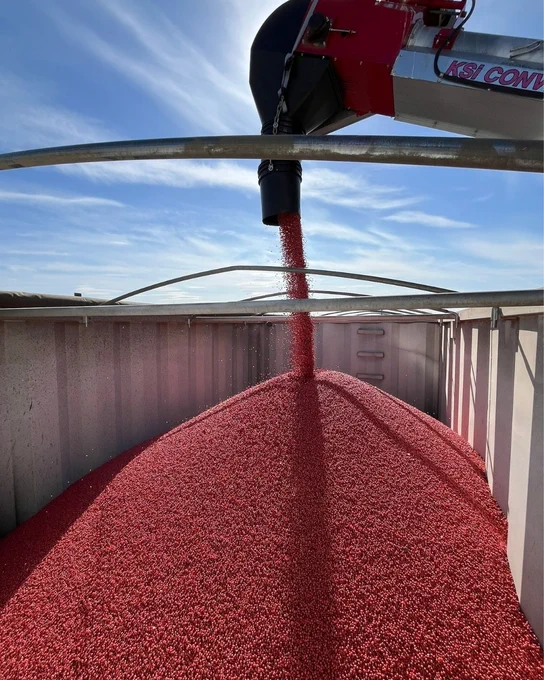 A large container is being filled with red treated seed, which are pouring from an auger labeled  under a blue sky with wispy clouds.