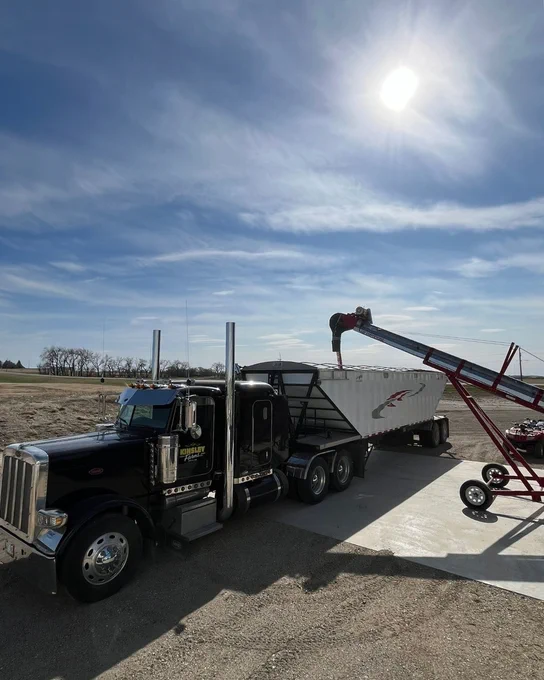 A black Peterbilt truck is attached to a large white trailer, positioned under a red agricultural conveyor, which is loading seed into the trailer. The scene is set under a clear blue sky with the sun shining brightly. The background includes open fields and distant trees.