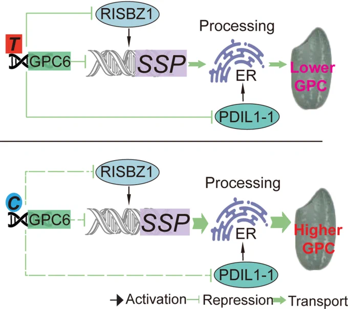 Diagram to illustrate how the MYB-like repressor GRAIN PROTEIN CONTENT 6 (GPC6) in rice regulates storage protein genes and regulators, highlighting a single-nucleotide polymorphism in the GPC6 promoter that defines the GPC6T (low protein) and GPC6C (high protein) alleles. 