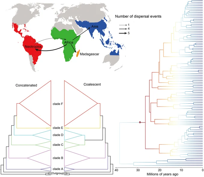 Panel of data figures illustrating global dispersal patterns and presenting a well-resolved phylogenomic framework for Dalbergia, identifying a previously unrecognized African–Malagasy clade with potential taxonomic implications. By integrating phylogenomic inference with biogeographic and diversification analyses, we support a Neotropical origin of Dalbergia in the middle Eocene (~39 Ma), followed by repeated long-distance dispersal events. Our results further uncover climate-driven shifts in diversification dynamics, highlighting the role of Oligocene climatic change in shaping pantropical lineages.