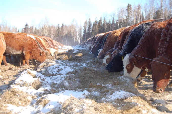Cow-calf cost control starts with knowing your biggest costs. How to assess, benchmark and apply the five per cent rule to protect margins at any price.